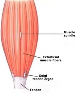 Tendon de Golgi