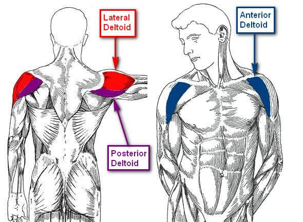 Jiki-na-da-deltoid-tsoka-1-0