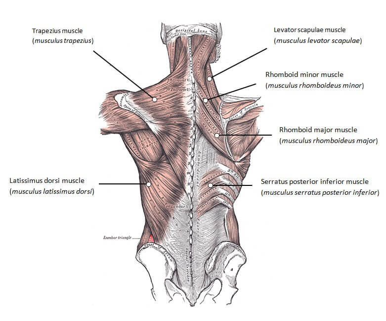 megliu-esercizii-back