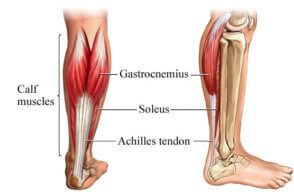 adepto-maior vitulus musculi-294x192