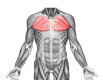 i-pectoralis-enkulu