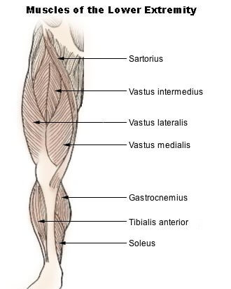 otot quadriceps